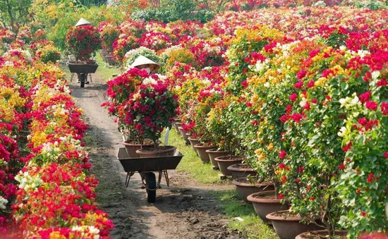 Làng hoa giấy Phú Sơn rực rỡ đón Tết