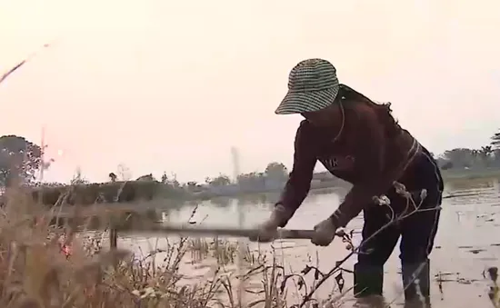 Người dân phải dùng nước ô nhiễm từ sông Nhuệ để tưới tiêu