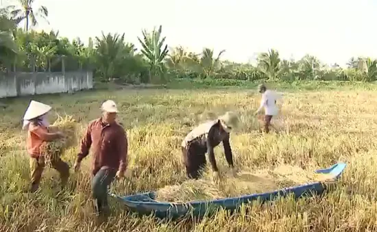 Cao điểm thu hoạch lúa đông xuân, nông dân thiệt hại vì nhiều diện tích lúa ngã đổ