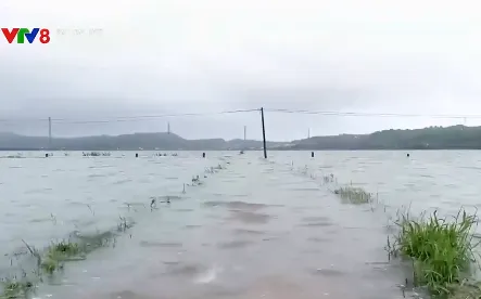 Phú Yên: Ngập úng kéo dài ở các vùng trồng lúa cuối kênh