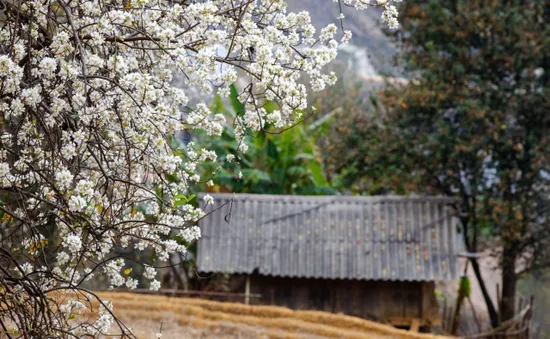 Bình yên mùa hoa sơn tra ở bản Nậm Nghiệp, Sơn La