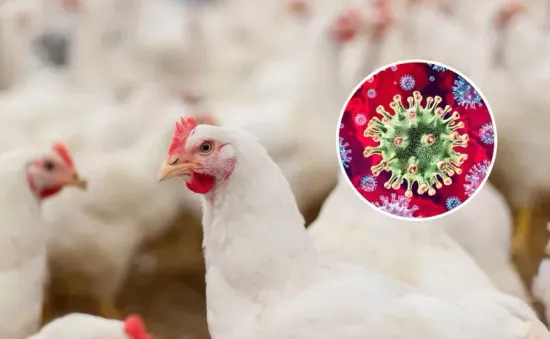 Mỹ: Xuất hiện ổ dịch cúm gia cầm H7N9 đầu tiên sau 8 năm