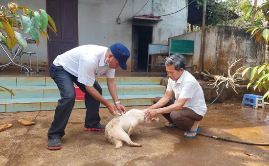 Đắk Lắk tăng cường phòng chống bệnh dại