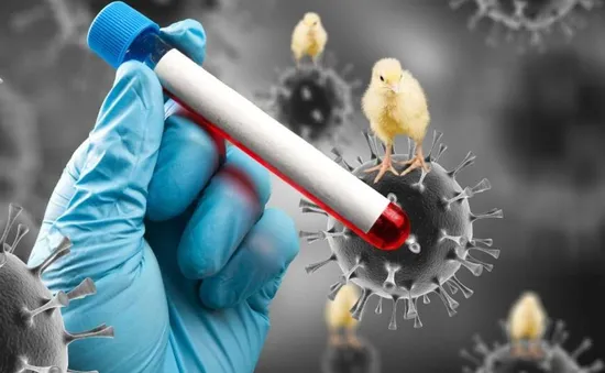 Bé gái viêm não do virus cúm gia cầm H5N1