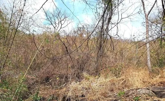 An Giang nâng cảnh báo cháy rừng lên cấp cực kỳ nguy hiểm