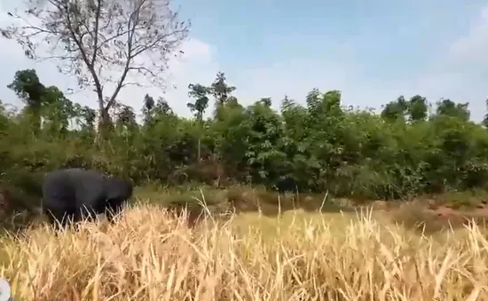 Nắng nóng kéo dài, nông dân "bó tay" nhìn lúa, cà phê chết khô