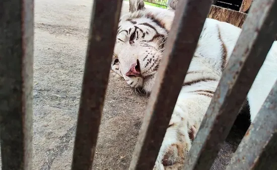 Người truyền cảm hứng cho toàn thế giới về tình yêu động vật bị hổ trắng vồ chết