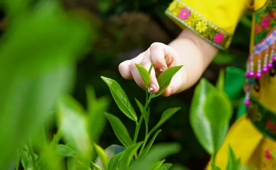 Bảo vệ “hương vị xứ trà”, hướng tới thương hiệu trà quốc gia