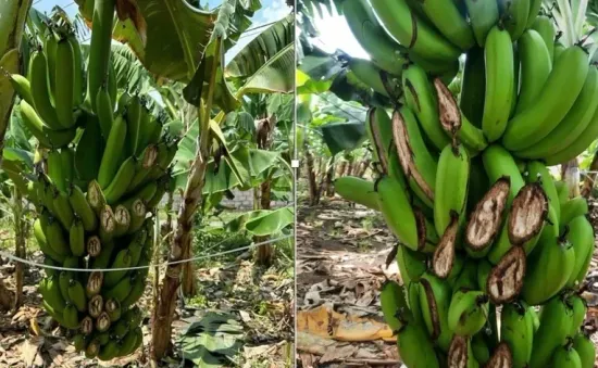 Truy bắt đối tượng chặt phá gần 5 tấn chuối ở Đồng Nai