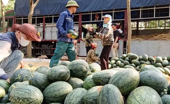Dưa hấu mất mùa, giảm giá
