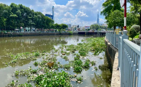 TP Hồ Chí Minh: Nguyên nhân cá chết trắng trên kênh Nhiêu Lộc Thị Nghè