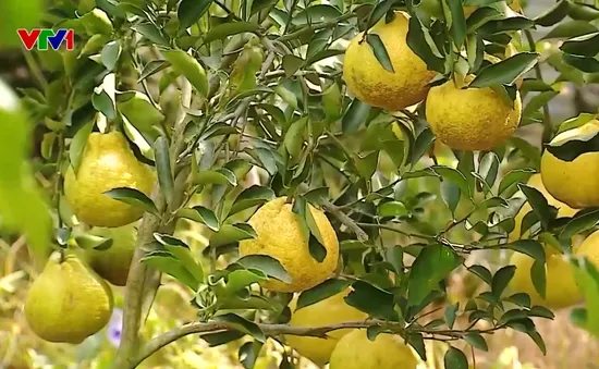 Độc lạ giống cam lai “Như Ý”