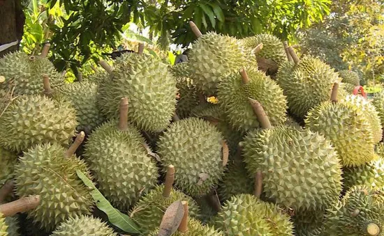 Sầu riêng trúng mùa nhưng rớt giá