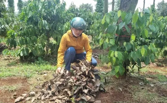 Đắk Lắk: Nhiều hộ dân bị cắt trộm hồ tiêu nghi để làm cây giống