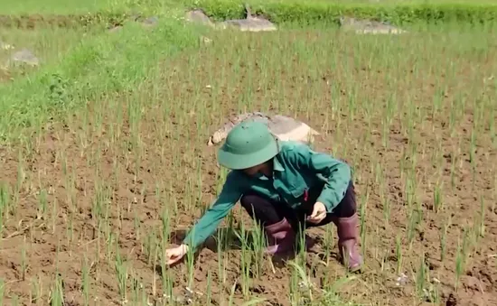 Thi công đường gây hư hỏng mương dẫn nước, nhiều ruộng lúa ở Hòa Bình trước nguy cơ mất trắng