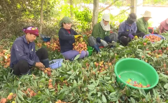 Tiềm năng xuất khẩu vải chín sớm ở tây Nguyên