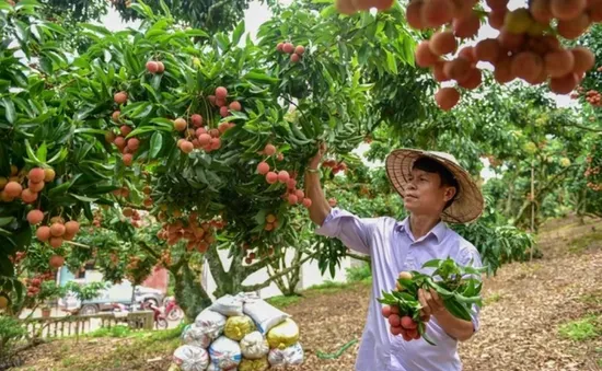 Rộng mở thị trường xuất khẩu vải thiều
