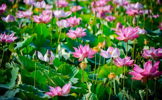 Mùa sen miền Duyên hải.