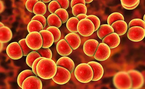 Anh triển khai vaccine phòng bệnh lậu đầu tiên trên thế giới