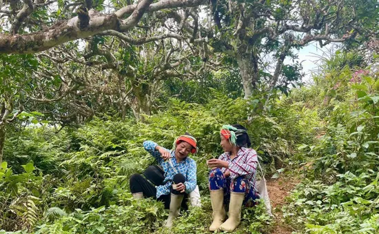 Từ vùng núi cao đến giấc mộng văn hóa Việt – Trà Shan Tuyết Happy Tea