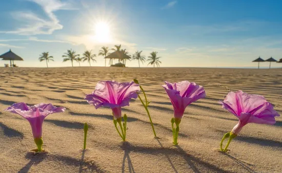 Sức sống hoa muống biển