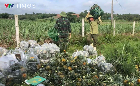 Nông dân Nghệ An phấn khởi vì mùa dứa bội thu, giá cao ngất ngưỡng