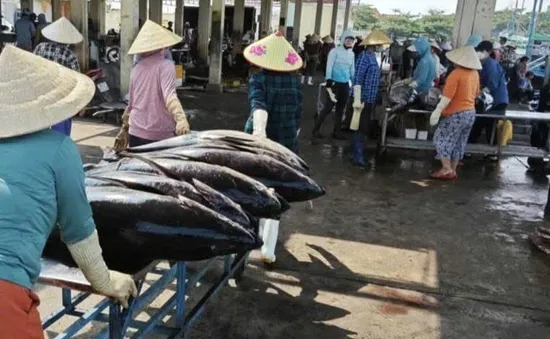 Ra khơi cùng giấc mơ cá lớn.