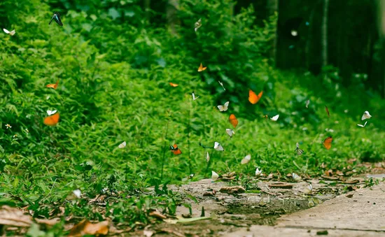 Cúc Phương mùa bướm đẹp cỡ nào mà đông khách du lịch đến thế?