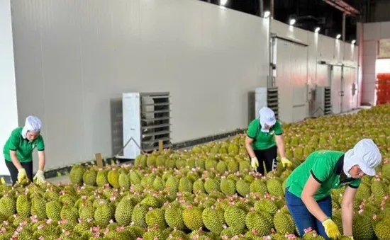 Thúc đẩy sản xuất và xuất khẩu sầu riêng bền vững