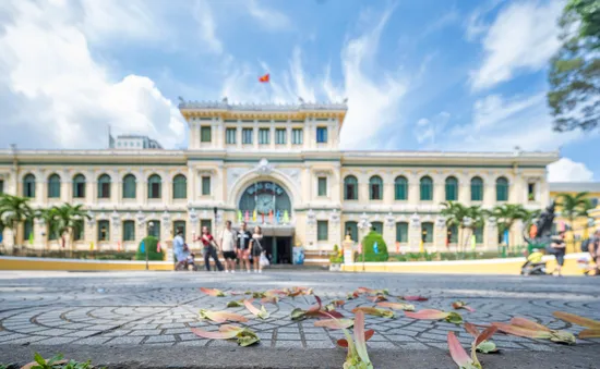Mùa hoa dầu bay - ký ức trên những con đường Sài Gòn xưa