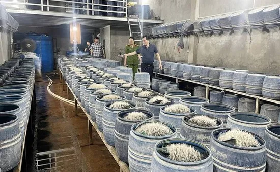 Triệt phá hai cơ sở dùng hóa chất cấm sản xuất gần 350 tấn giá đỗ ở Lào Cai
