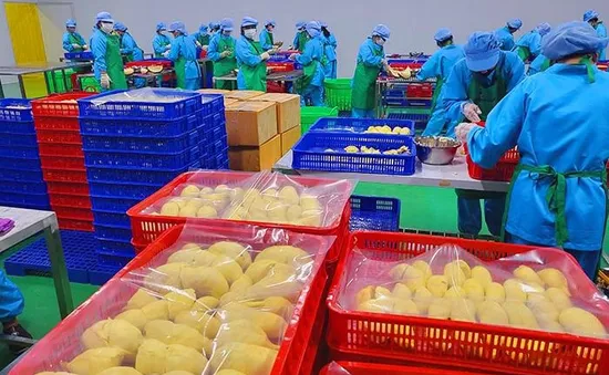 Sầu riêng đông lạnh - chìa khóa mở rộng thị trường xuất khẩu