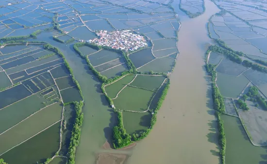 Phục hồi rừng ngập mặn đầm Nha Phu: Kỳ vọng một vành đai xanh tương lai