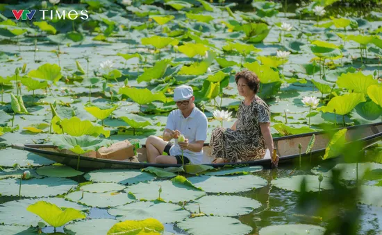 Trà sống giữa lòng sen trắng