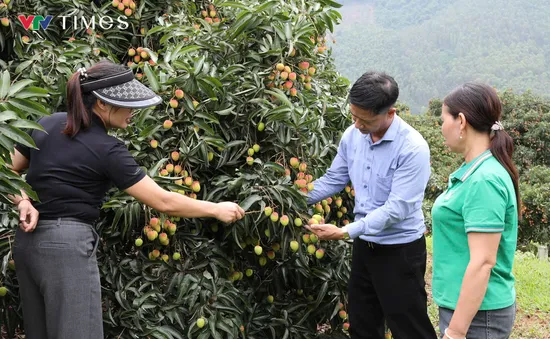 Nông dân Phú Thọ trúng lớn nhờ giống vải đạt OCOP 3 sao