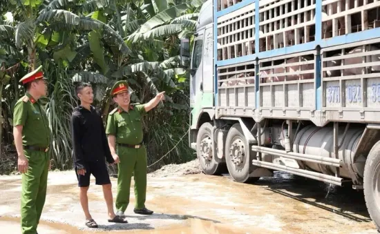 Xe tải chở 18 tấn lợn mắc dịch tả lợn châu Phi đi tiêu thụ
