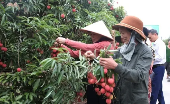 Quả vải to như quả trứng, hái đến đâu bán hết ngay đến đó.