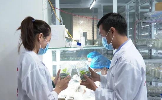 Kon Tum: Làm rõ nguyên nhân cấp mã số vùng trồng bất thường cho doanh nghiệp sâm Ngọc Linh
