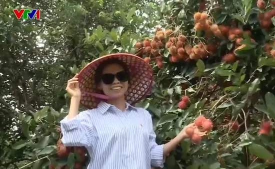 Nhà vườn vào mùa du lịch