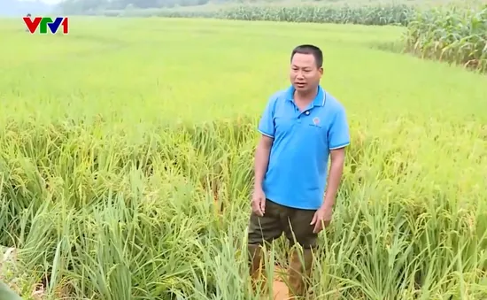 San gạt núi trái phép gây sạt lở xuống ruộng canh tác của người dân