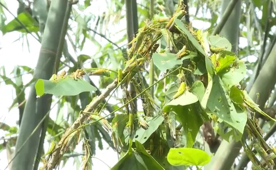 Châu chấu phá hoại nhiều diện tích măng luồng tại Quảng Bình
