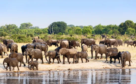 Zimbabwe tiêu diệt voi cung cấp thịt cho cư dân