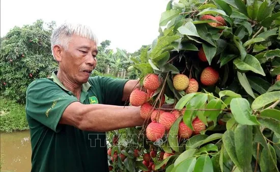 Vải trứng Hưng Yên được mùa, được giá