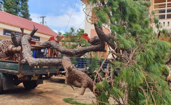 Gia Lai: Khẩn trương xác định nguồn gốc hai cây thông bonsai cổ thụ vận chuyển trái phép