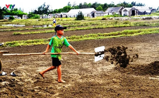 Ngày hè của những “diêm dân nhí”