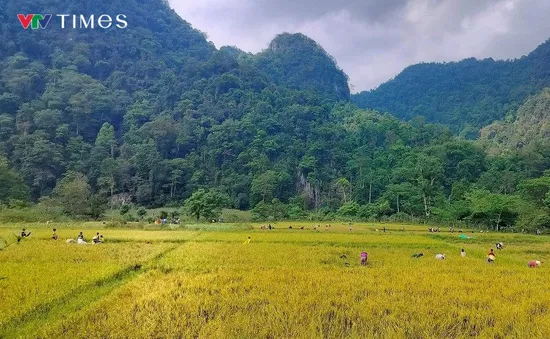 Mùa vàng ở vùng biên giới
