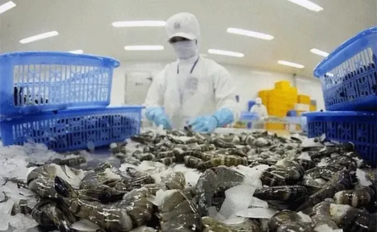 Doanh nghiệp xuất khẩu tôm chủ động thích ứng