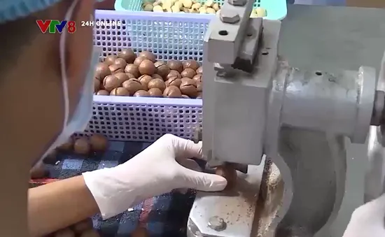 Hạt macca Nam Phi tìm thị trường mới