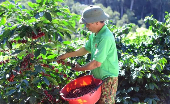 Nông sản Việt đối diện rủi ro tại châu Âu vì truy xuất nguồn gốc