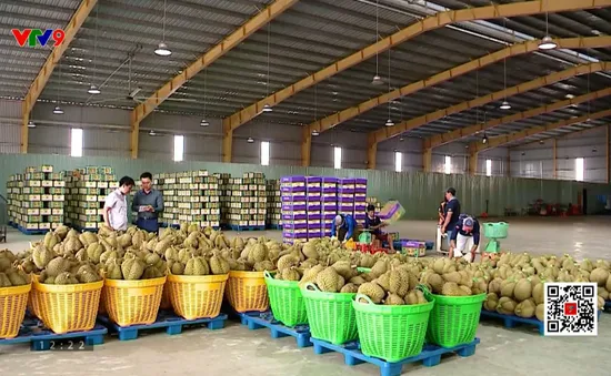 Quản lý chất lượng sầu riêng để giữ thị trường xuất khẩu
